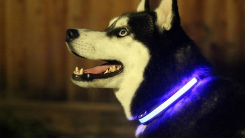 LED Light-Up Dog Collar – Safety Gift for Dog Lovers The Gift Atelier