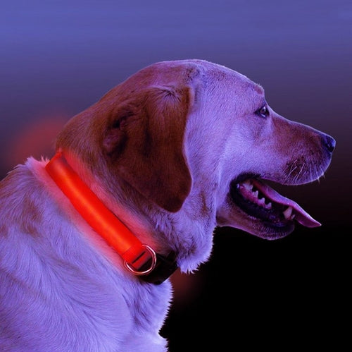 LED Light-Up Dog Collar – Safety Gift for Dog Lovers The Gift Atelier